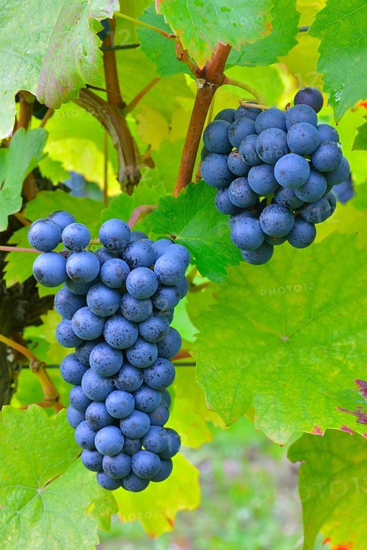Ripe grapes