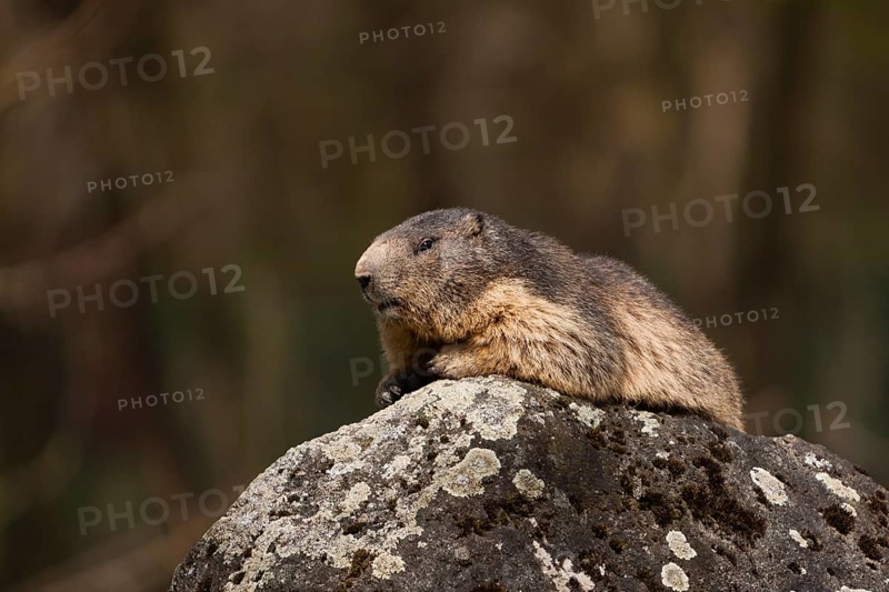 Alpine Marmot (Marmota marmota)