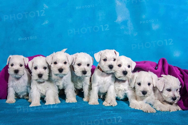 A litter of eight white Miniature Schnauzer puppies