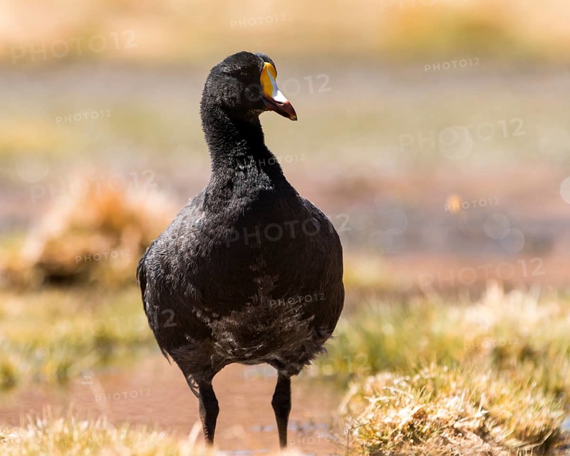 Giant Coot (Fulica gigantea)