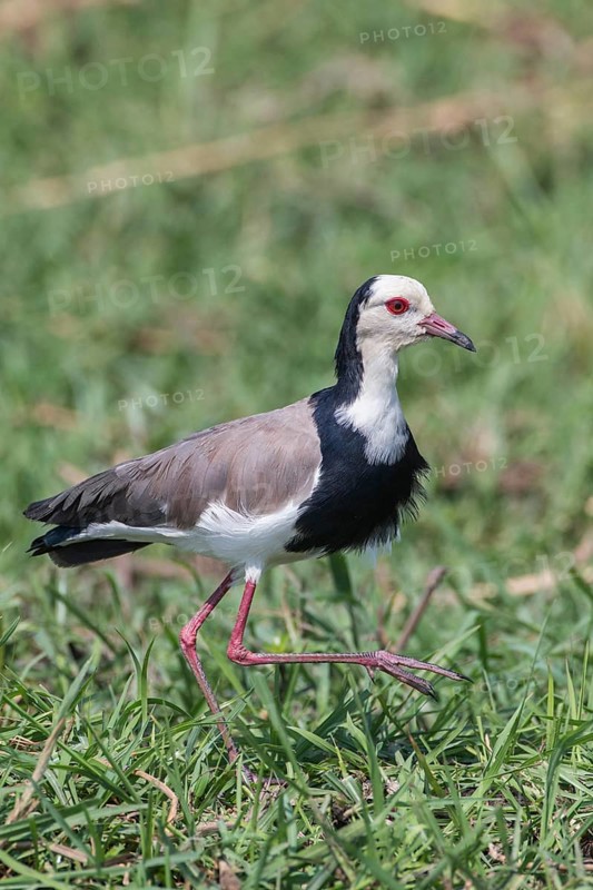 Long-toed Lapwing (Vanellus crassirostris)