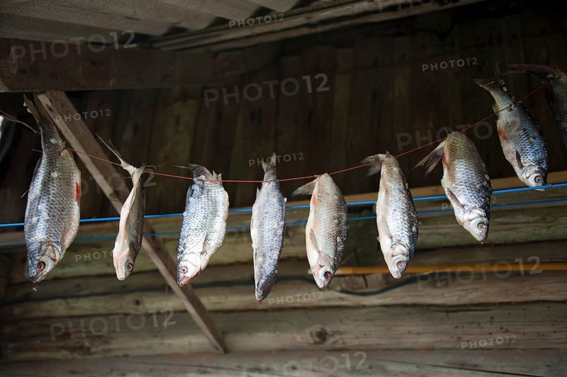 Fish hung up for drying