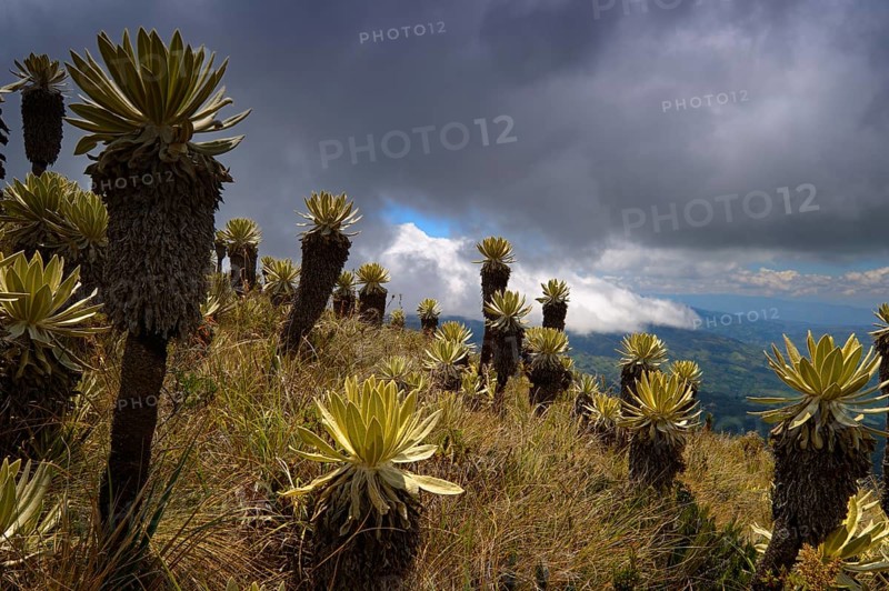 Frailejon or Fraylejon (Espeletia pycnophylla) plants in the paramo landscape