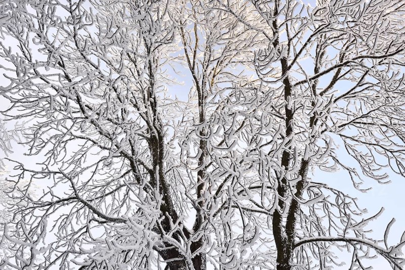 A forest in winter