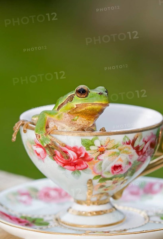 European Tree Frog (Hyla arborea) sitting in a cup