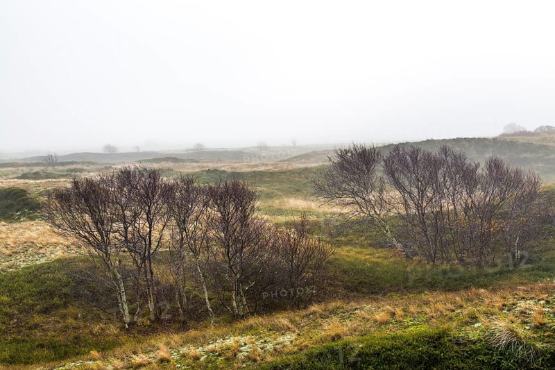 Marshes in winter