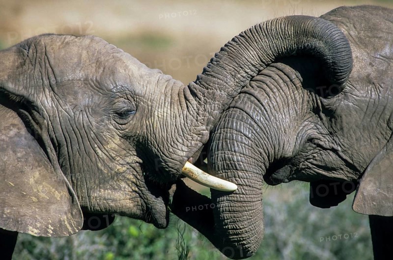 African elephants (Loxodonta africana)