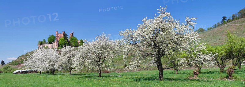Blooming fruit trees