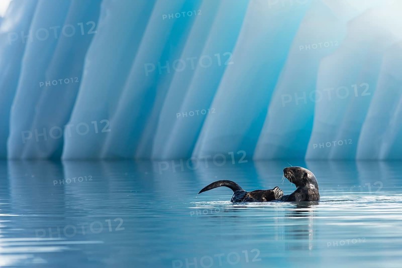 Sea Otter (Enhydra lutris) in front of an iceberg