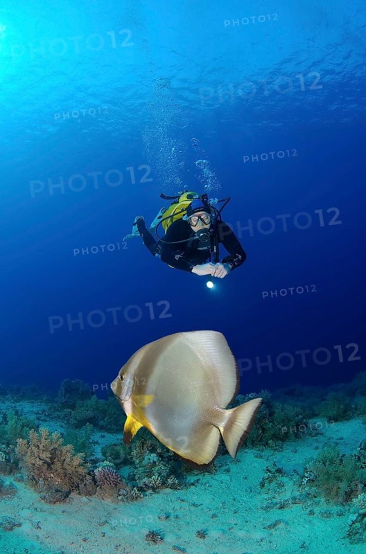 Scuba diver looking at a Teira Batfish (Platax teira)