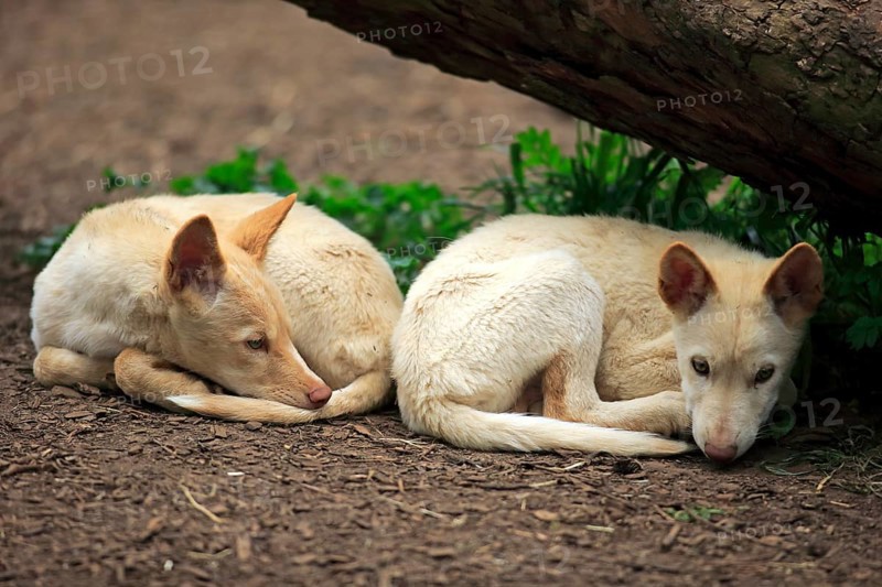Dingoes (Canis familiaris dingo)
