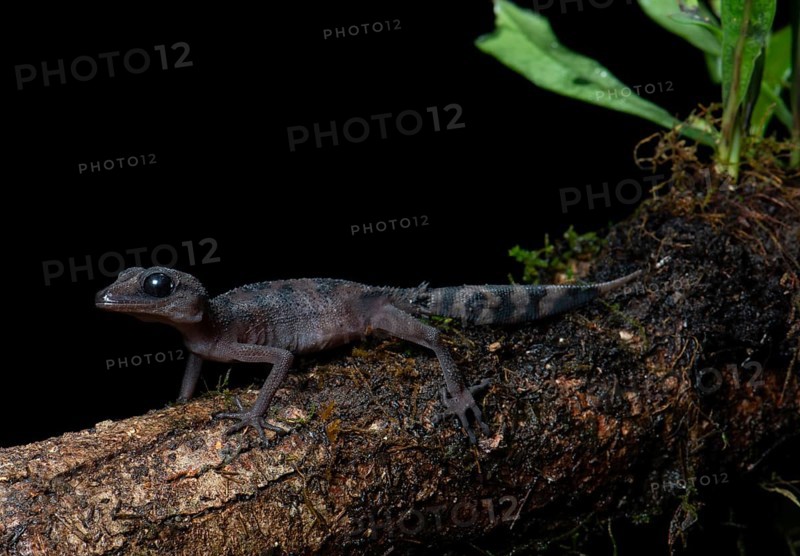 Graceful Madagascar ground gecko (paroedura gracilis)