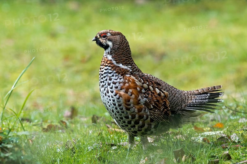 Hazel Grouse (Bonasa bonasia)