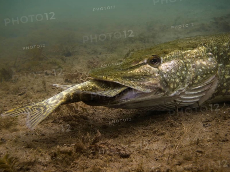 Pike or Northern Pike (Esox lucius) feeding on another pike at the bottom of a lake
