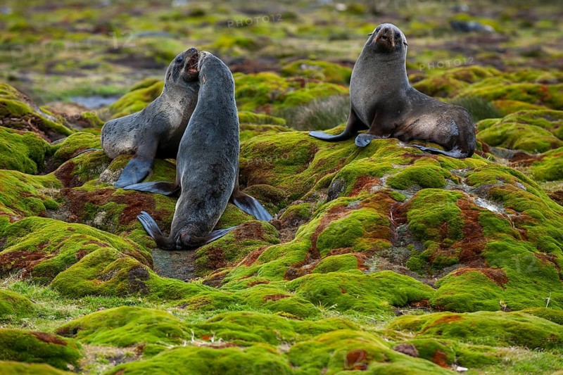 Antarctic Fur Seals (Arctocephalus gazella)