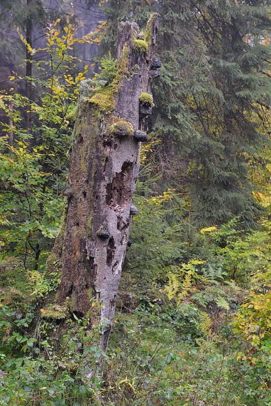 Dead tree in autumn in Kirnischtal valley