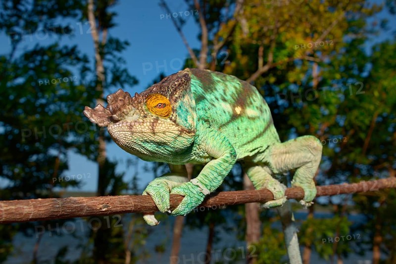 Parson's Chameleon (Calumma parsonii)