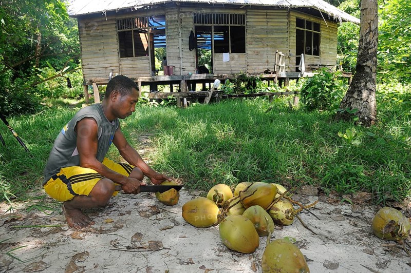 Papuan man cutting coconuts open with a machete