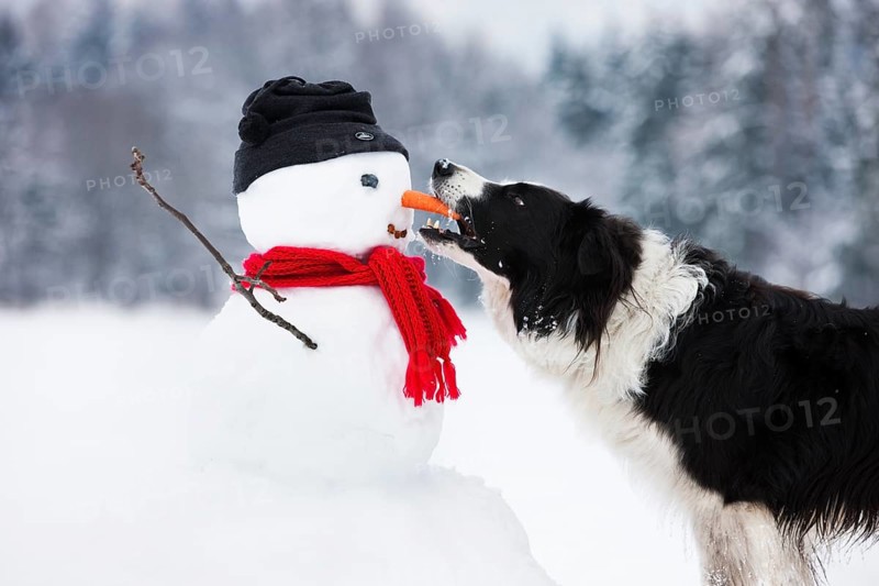 Border Collie