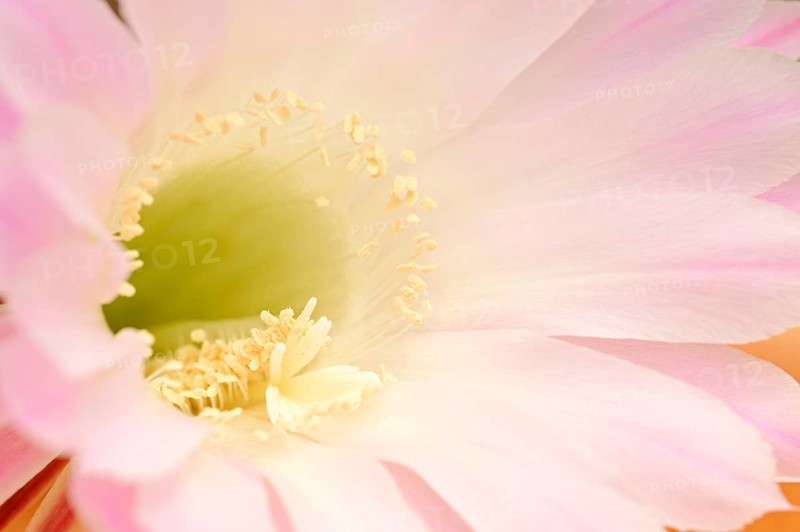 Pink Easter Lily Cactus (Echinopsis eyriesii)