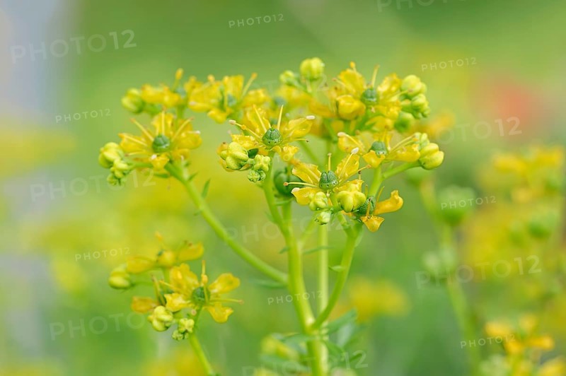 Common Rue or Herb-of-grace (Ruta graveolens)