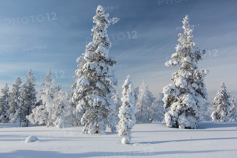 Snowy fir forest