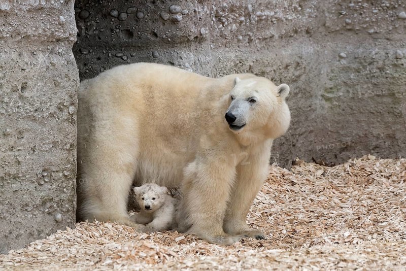 Polar Bears (Ursus maritimus)