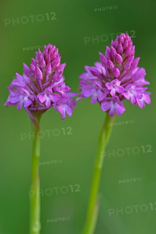 Pyramid Orchids (Anacamptis pyramidalis)