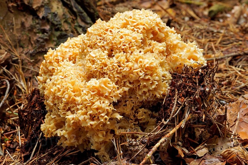 Wood Cauliflower (Sparassis crispa)