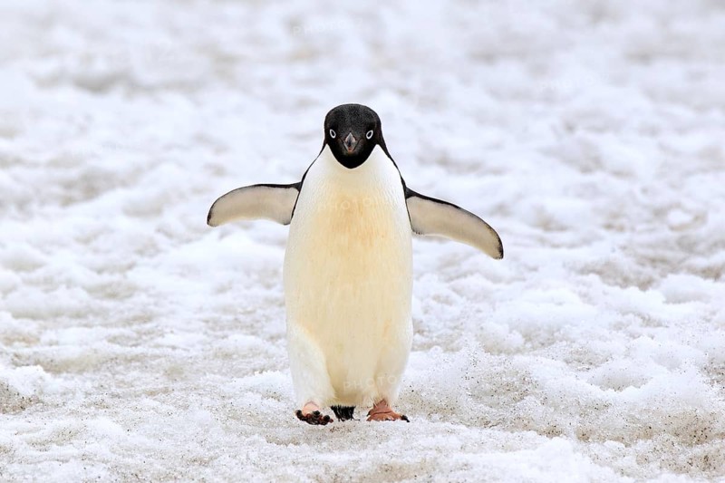 Adelie Penguin (Pygoscelis adeliae)
