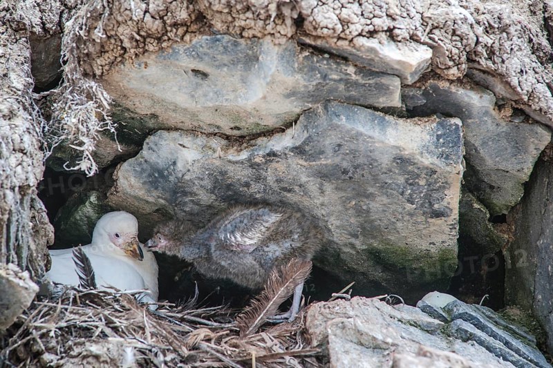 Snowy Sheathbill (Chionis alba)