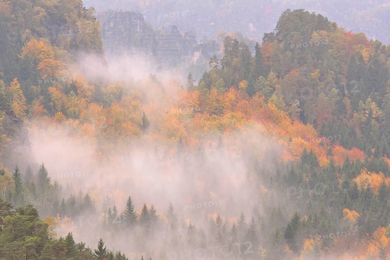 The Kirnitzschtal in fog in autumn