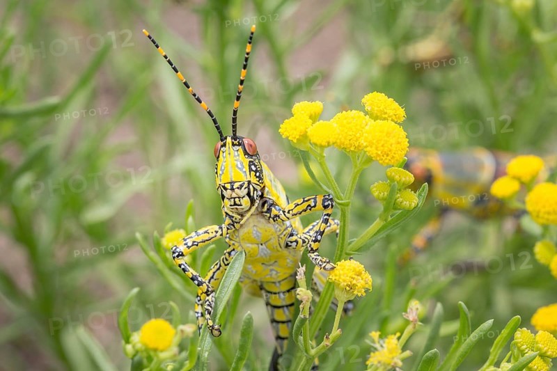 Elegant Grasshopper (Zonocerus elegans)