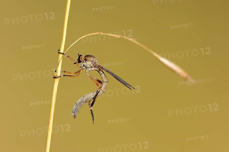 Striped Slender Robberfly (Leptogaster cylindrica)