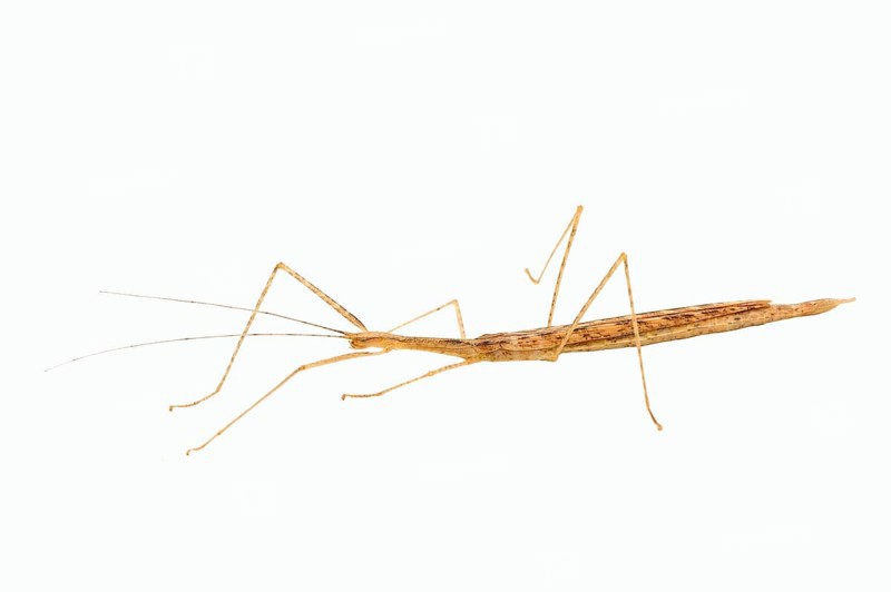 Pink Winged Stick Insect (Sipyloidea sipylus)