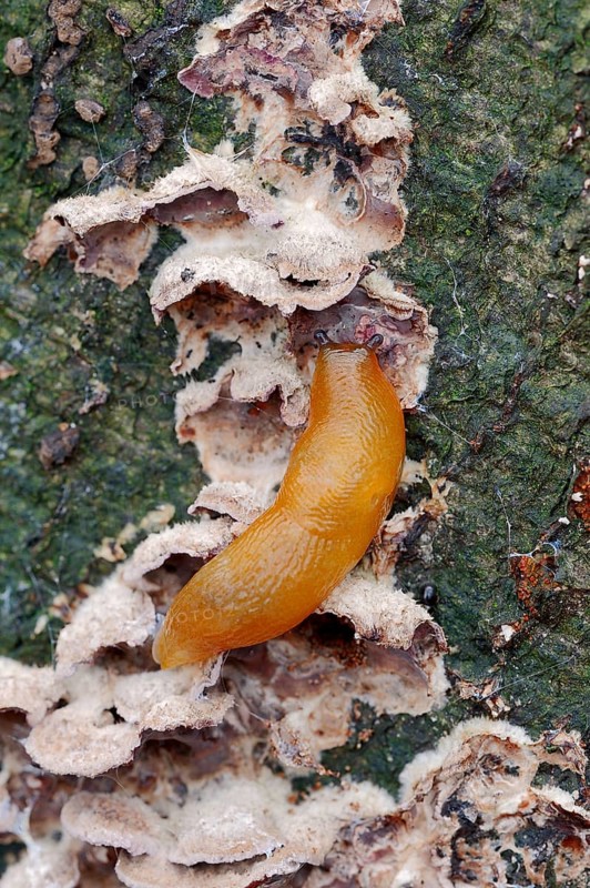 Hedgehog Arion or Hedgehog Slug (Arion intermedius) feeding on fungus
