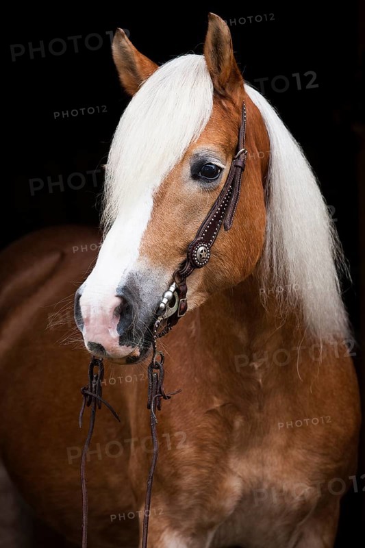 Tyrolean Haflinger with a western bridle