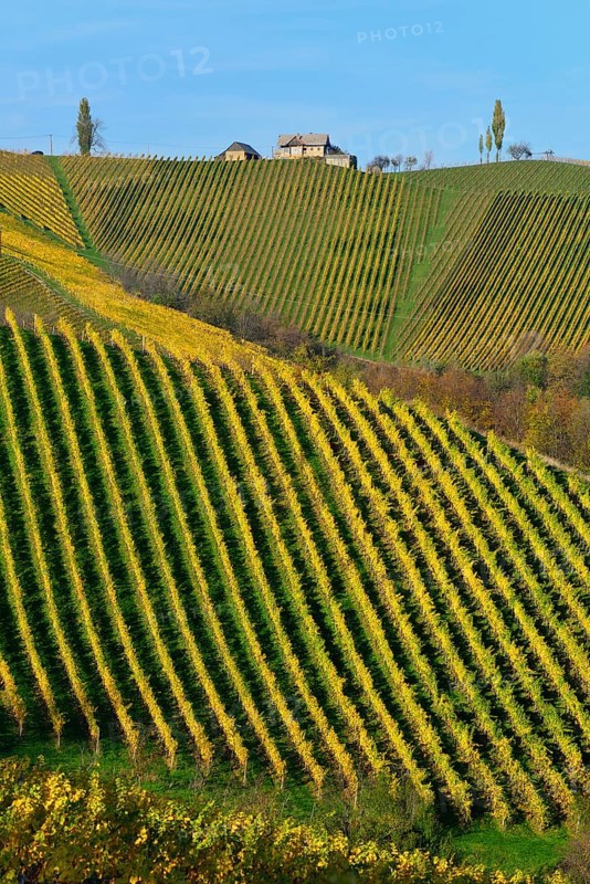 Typical landscape with vineyards in the Southern Styrian hill country