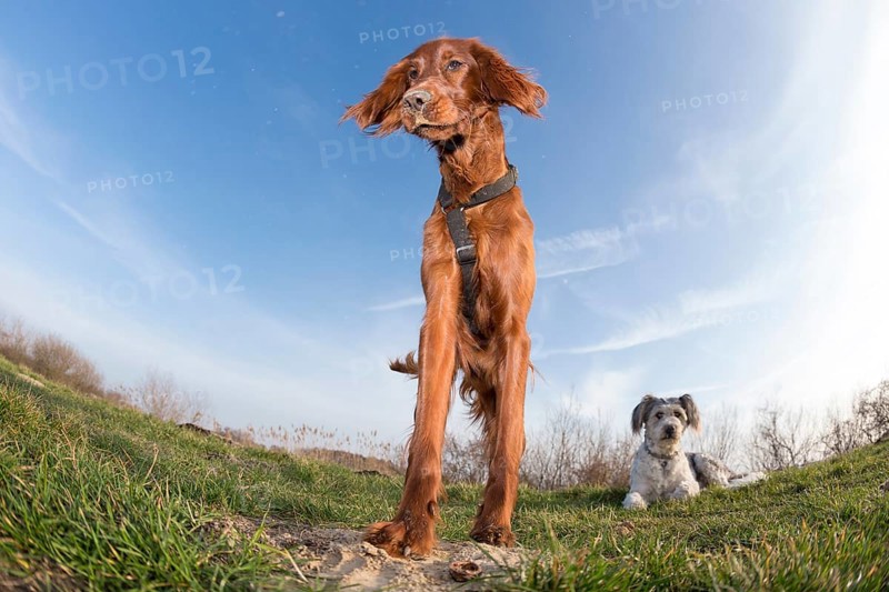 Irish Setter bitch and mixed breed male dog on a meadow