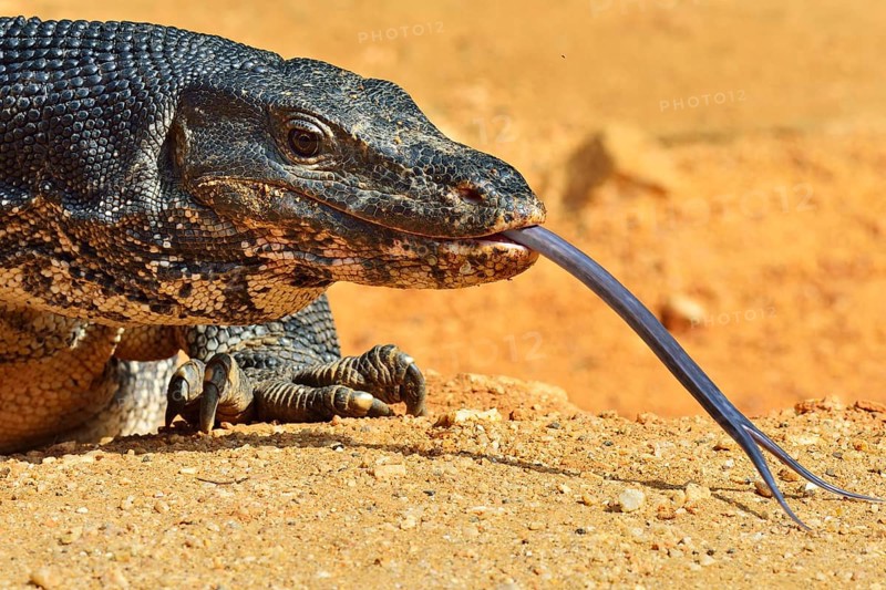 Water Monitor (Varanus salvator salvator)