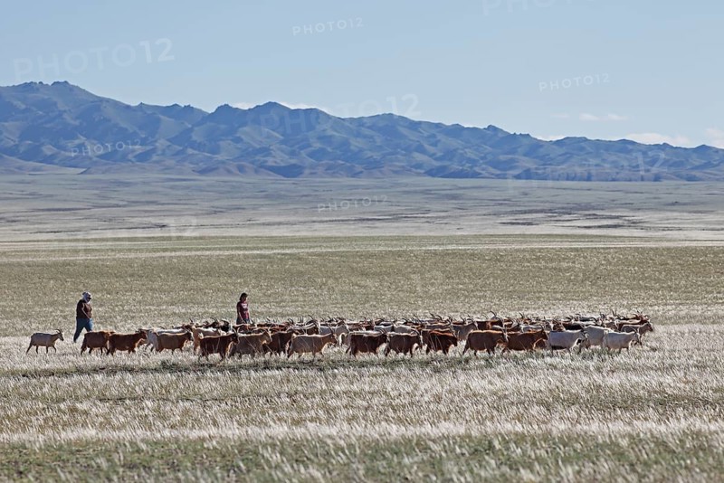 Nomads driving Cashmere Goats (Capra hircus laniger) across the steppe