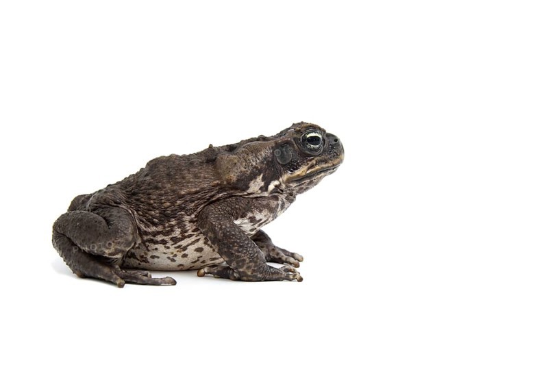 Cane Toad (Rhinella marina)