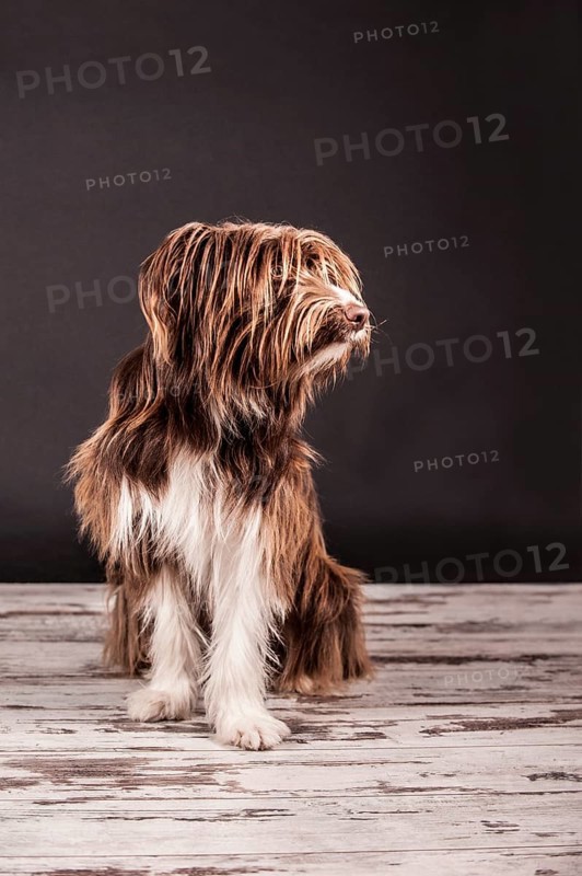 Sitting brown mixed-breed dog