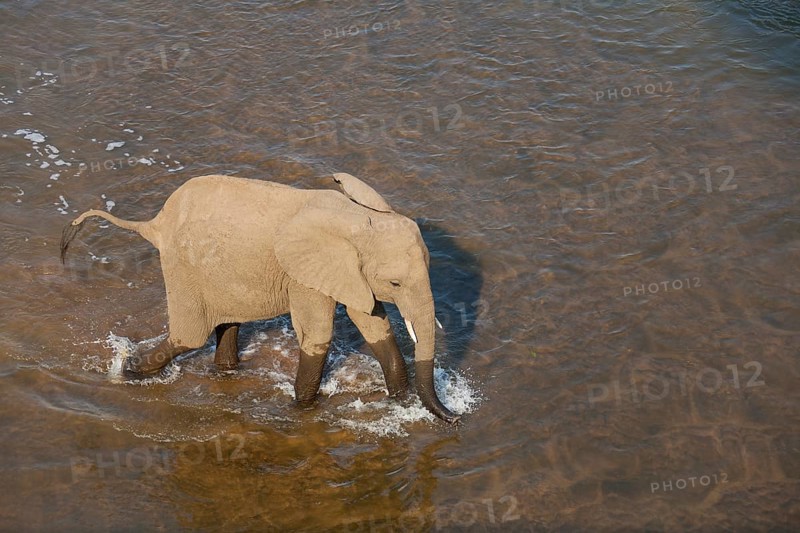 African Elephant (Loxodonta africana)