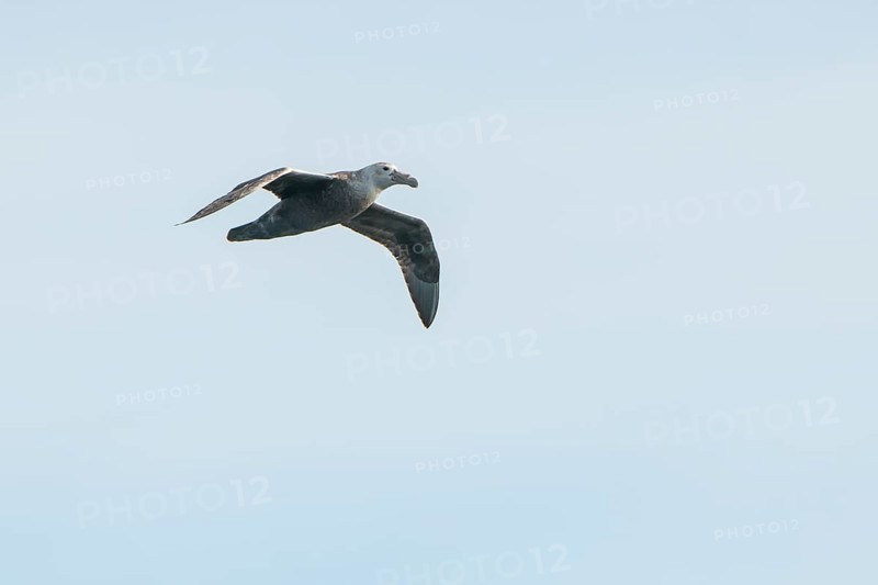 Southern Giant Petrel (Macronectes giganteus)