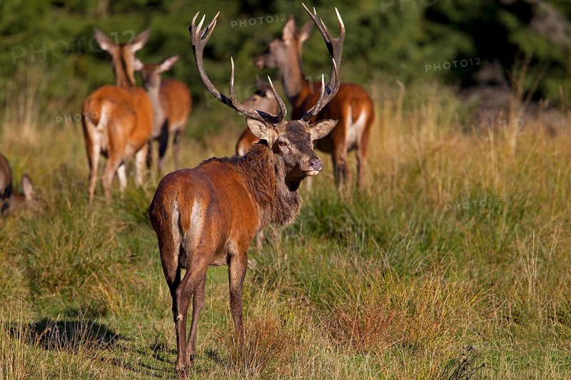Red Deer (Cervus elaphus)