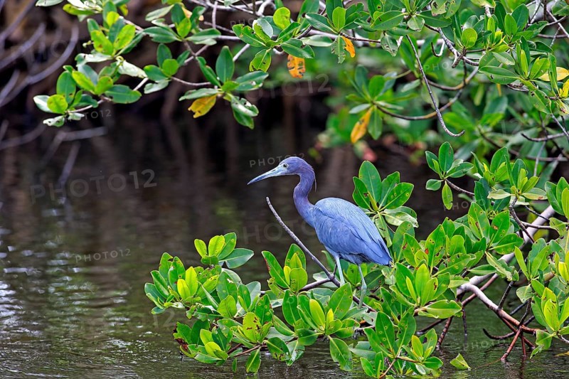 Little Blue Heron (Egretta caerulea)