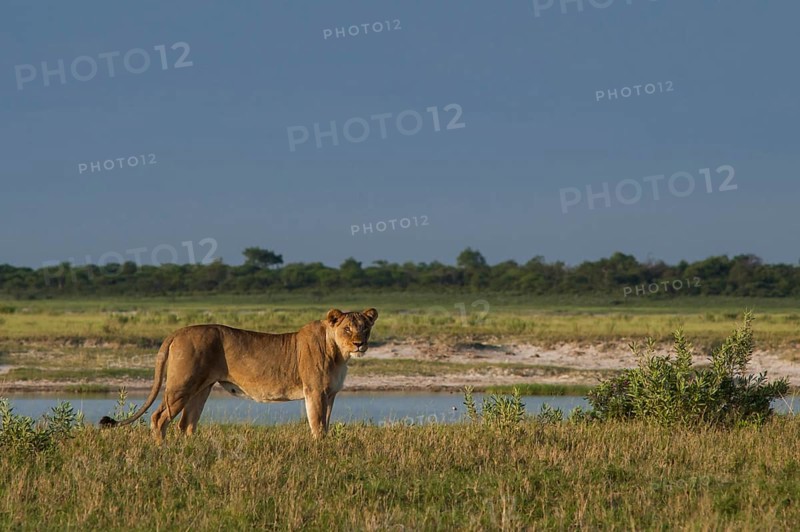 Lion (Panthera leo) at waterhole