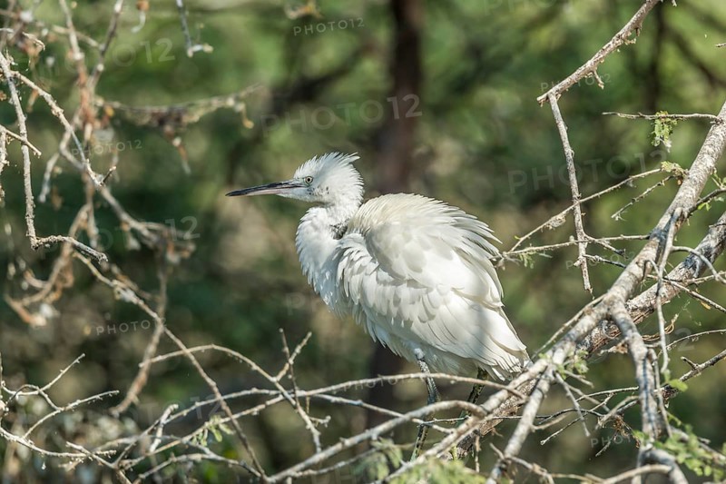 Little Egret (Egretta garzetta)