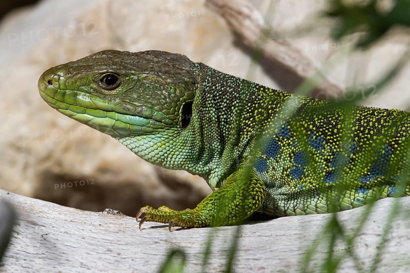 Jewelled Lizard or Ocellated Lizard (Timon lepidus)